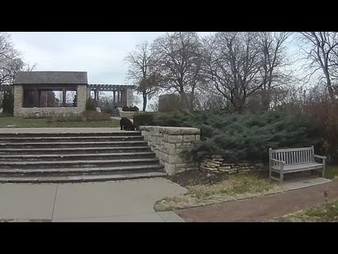 The Adventures of Rasta Bowwow - Episode 1244 - 12 12 2016