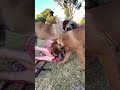 Big Boerboel Pinches Owner Boerboel Mastiff Shortsbeta Shortsvideo Dogs
