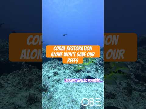 Why Coral Restoration Alone Won’t Save Our Reefs
