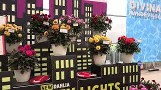 California Spring Trials 2026: Selecta One