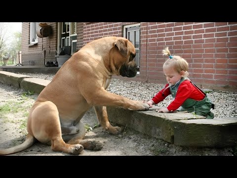 Quand votre chien est le plus patient des grands frères ❤️