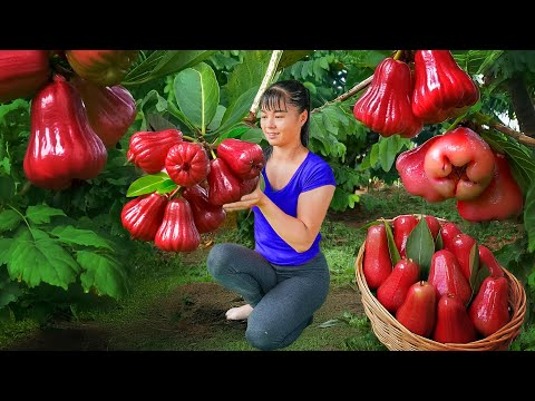 Harvest Bell Fruit to Sell at the Countryside Market and Take Care of Animals | Phuong Harvest Life
