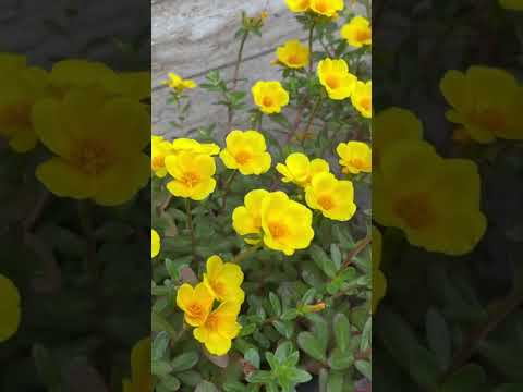 “Every flower is a soul blossoming in nature.”🌼🌼