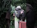 The Most Heartwarming Hug Between Human and Chimpanzee | Wounda & Dr. Jane Goodall