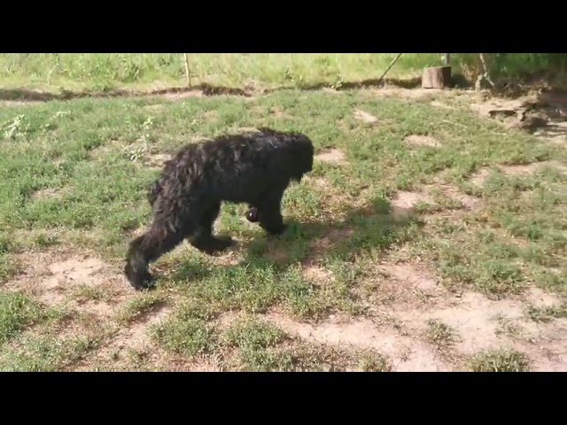Black Russian Terrier puppy