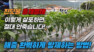 진딧물 농약 천연 친환경 살충제 살포방법 총채벌레 진딧물 퇴치 예방법 확실히 없애기