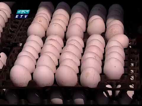 এবার ডিম আমদানিতে শুল্ক ছাড় চাচ্ছেন আমদানি কার | ETV News