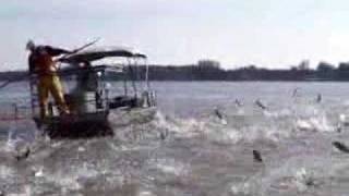 preview picture of video 'Asian Carp Jumping, Part 2'