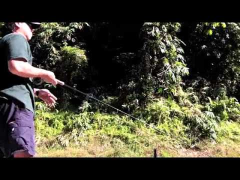 Hampala barb - Sebarau Fly Fishing - with Nick Ooi Tacklebox Adventures