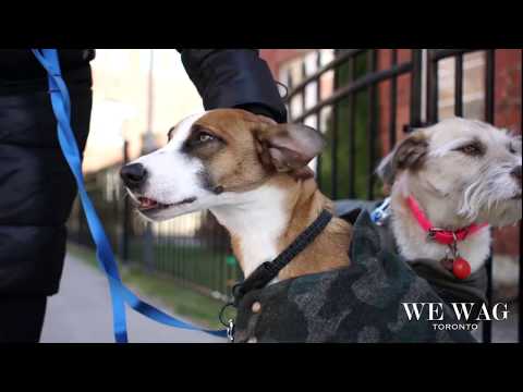 We Wag Toronto video.