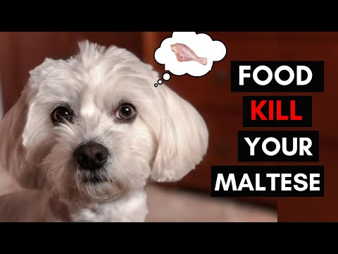 12 Foods Your Maltese Should Never Eat