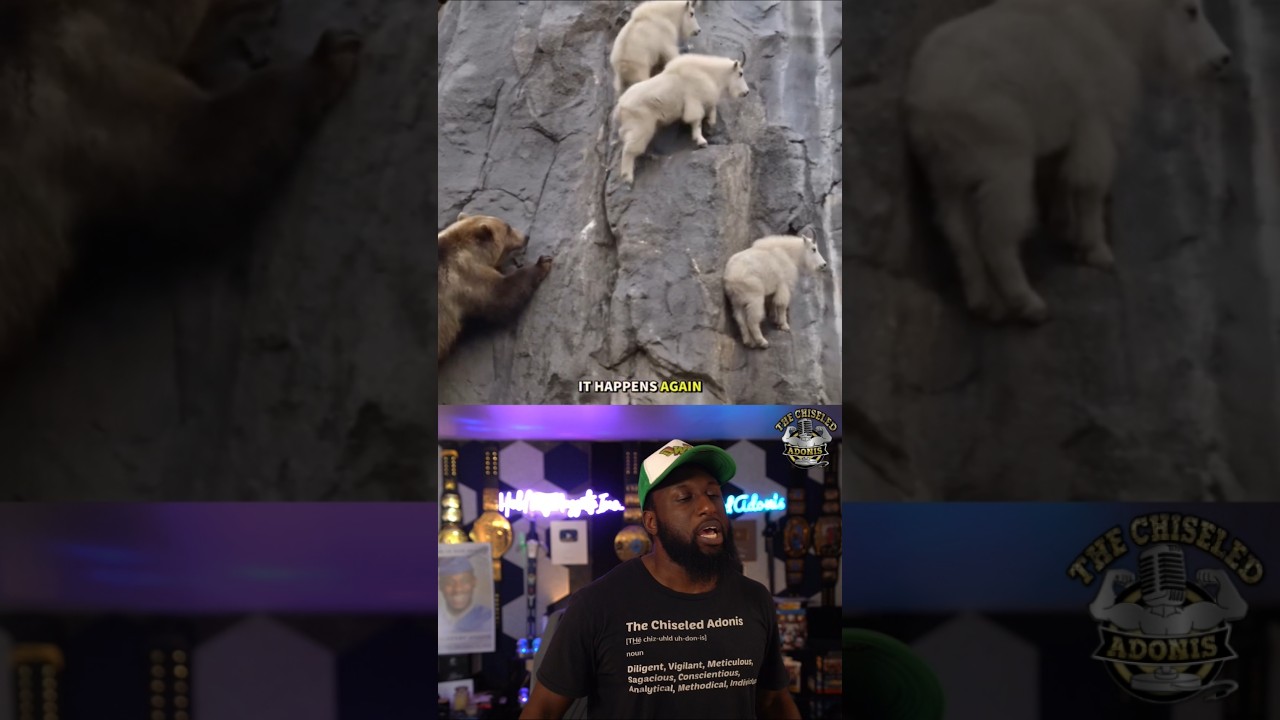 Bear vs Mountain Goats