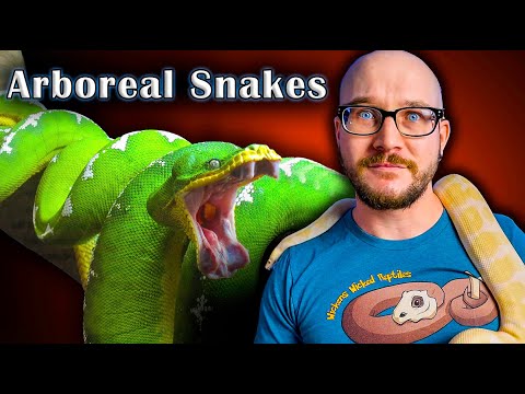 Top 5 Arboreal Snakes That Make GREAT Pets!