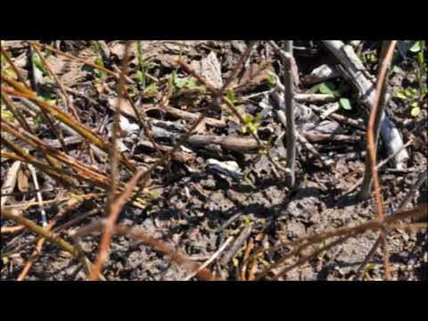 How We Grow a Weeping Willow Tree