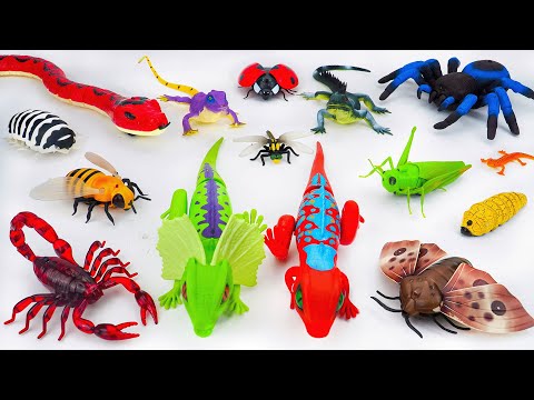 [Toy Asmr] Remote Control Animals: RC Spider -  Tarantula - Lizard | Satisfying Unboxing ASMR