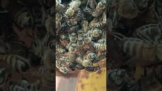 Download lagu #music #chill #song #songlyrics #honeybeesting #bee #beautiful mp3