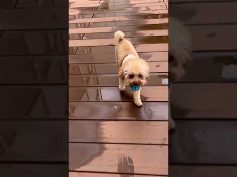経営学科 元気なトイプードル15ヶ月 #toypoodle #トイプードル