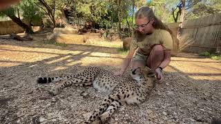 Allison Billard ‘26 pets a cheetah patient during the South Africa Pre-Vet Big Cats Program