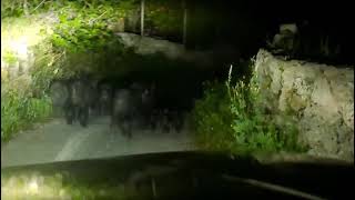 Cinghiali a Pantalica. Auteri: “situazione fuori controllo, Perrotta si dimetta. Ora basta”