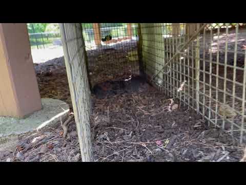 Groundhog Burrowing and Harboring Underneath Homeowners Deck in Holmdel, NJ
