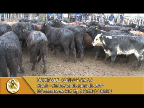 23-06-17 Venta de Machos - Hourcade, Albelo y Cía. S.A. - Rauch
