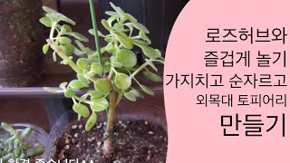 장미허브 로즈허브 화초 외목대 토피어리 만들기 How to grow a Vicks plant at home