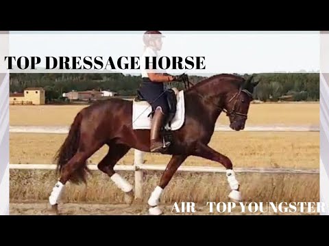 SOLD - AIRE 💎NEW TOP DRESSAGE YOUNGSTER PRE FOR SALE 💎