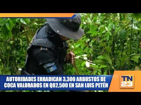 Autoridades erradican 3,300 arbustos de coca valorados en Q82,500 en San Luis Petén