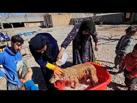 "Respecting the viewers' request: washing the puppies and paying the master builder"