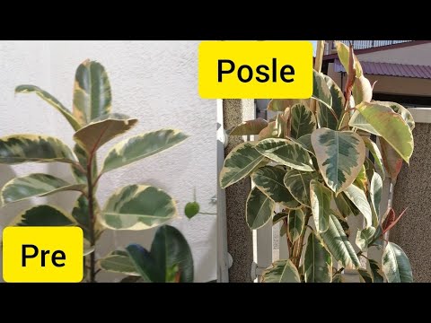 Kako razgranati fikus?