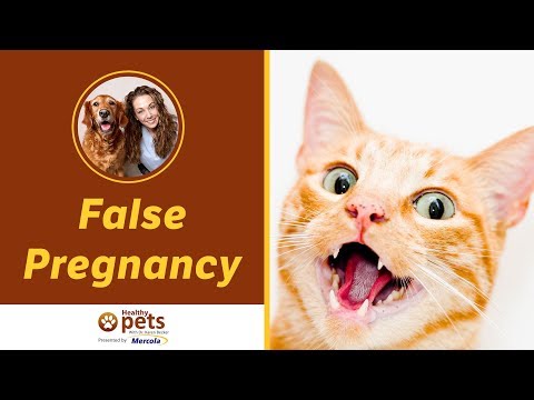 Dr. Becker Discusses False Pregnancy