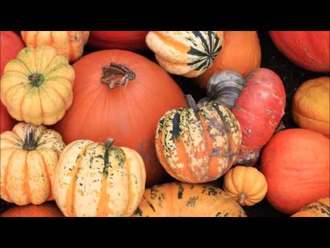 Autumn Gold Pumpkins [Yana Yushkevich Photography]