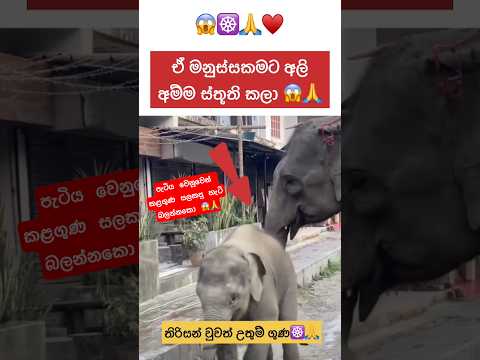 සතෙකුට මෙතරම් බුද්ධියක් කළගුණ සැලකීමක් තිබිය හැකිද?😱🙏