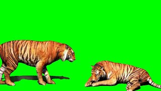 Download lagu Green Screen Harimau (Tiger) mp3 Download lagu Green Screen Harimau (Tiger) mp3