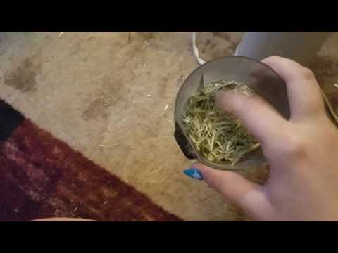 YouTube video about: What happens if guinea pigs don't eat hay?