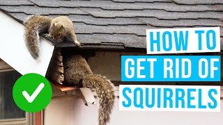 How to GET RID OF SQUIRRELS in garden, attic or roof space