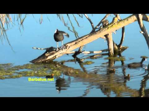 Focha común ( Fulica atra ) Coot