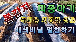 [텃밭농부.934]  봄감자 파종.  씨감자 심고 멀칭하기 #감자재배