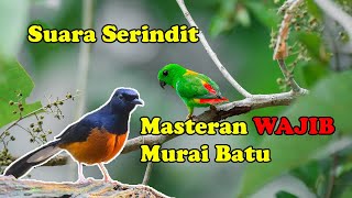Download lagu Suara Serindit Masteran dan Isian Wajib Murai Batu mp3