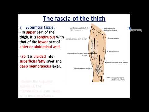 Front of Thigh (part 1) - Fascia of Thigh - Dr. Ahmed Farid