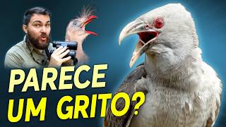 Miniatura do vídeo