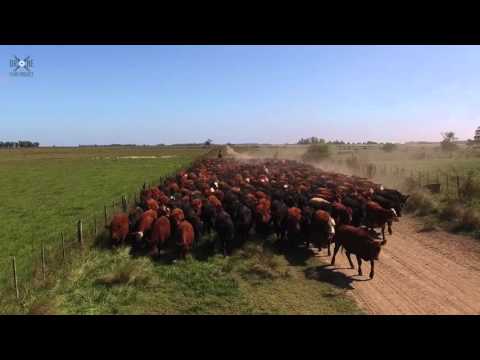 Arreando el ganado drone
