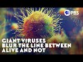 Giant Viruses Blur The Line Between Alive And Not