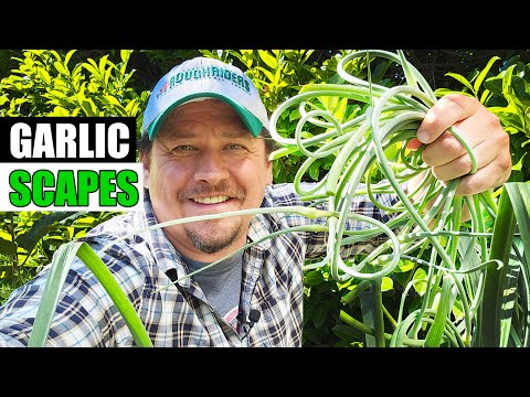 Harvesting Your Garlic The Definitive Guide For Beginners