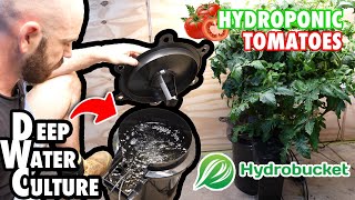 Thumbnail for video: Deep Water Culture Tomatoes: The HydroBucket