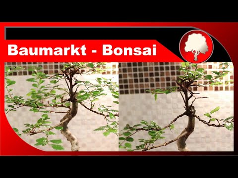 Baumarkt-Bonsai umgestalten - vom Massenprodukt zum Zimmerbonsai - Großstadtgärtnern