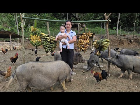 Supplement Ripe Bananas For Pigs - Grilled Pork Leg - Cooking | Ly Thi Ca