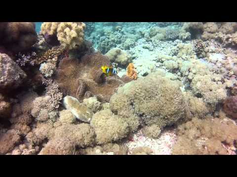 download lagu mp3 mp4 La Plage Beach, download lagu La Plage Beach gratis, unduh video klip La Plage Beach