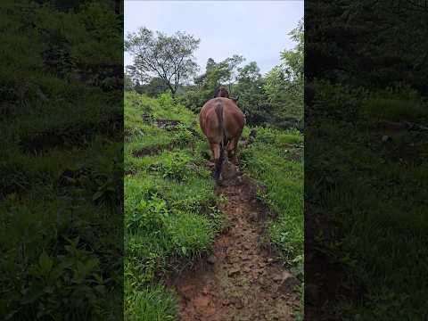 El nalgudo. #elsalvador #chalatenango #nature #naturaleza #ganado #vaca
