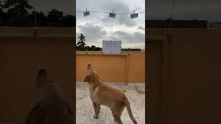 Rajesh when got married  #doglove #labrador #goldenretriever